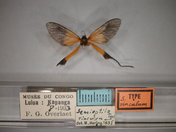 /filer/webapps/moths/media/images/V/vinculum_Semioptila_HT_RMCA_01.jpg