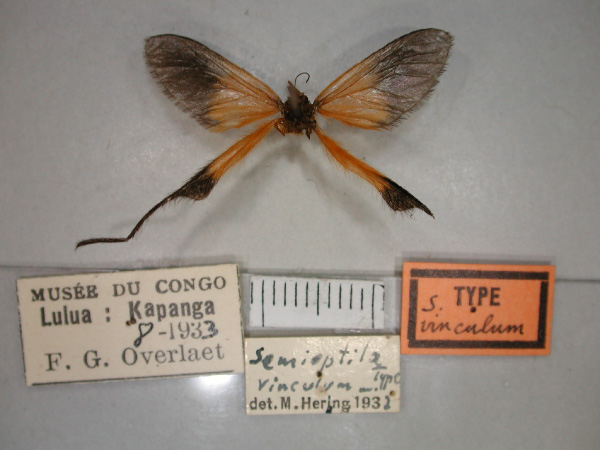 /filer/webapps/moths/media/images/V/vinculum_Semioptila_HT_RMCA_02.jpg