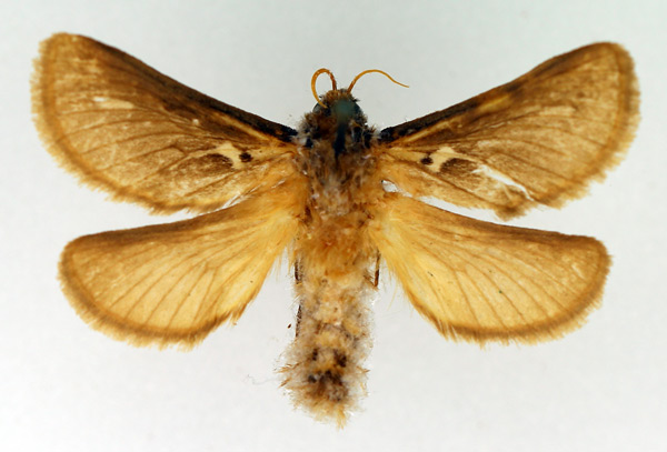 /filer/webapps/moths/media/images/V/vindex_Eudalaca_AM_TMSA_01.jpg