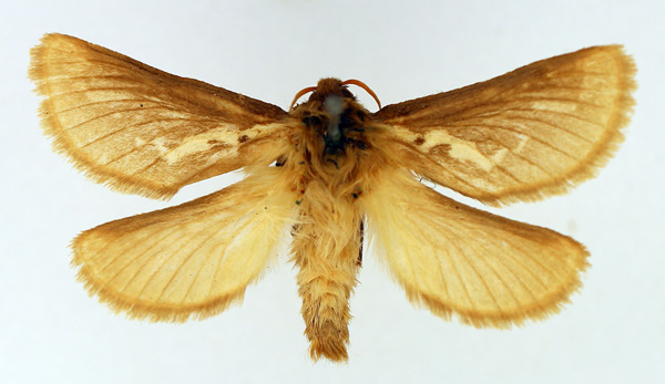 /filer/webapps/moths/media/images/V/vindex_Eudalaca_AM_TMSA_02.jpg