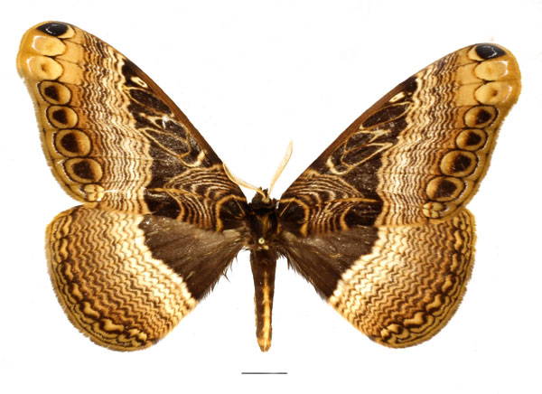 /filer/webapps/moths/media/images/V/vingerhoedti_Dactyloceras_AM_Basquin_01.jpg