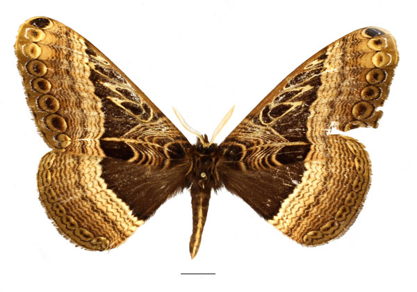 /filer/webapps/moths/media/images/V/vingerhoedti_Dactyloceras_AM_Basquin_02.jpg