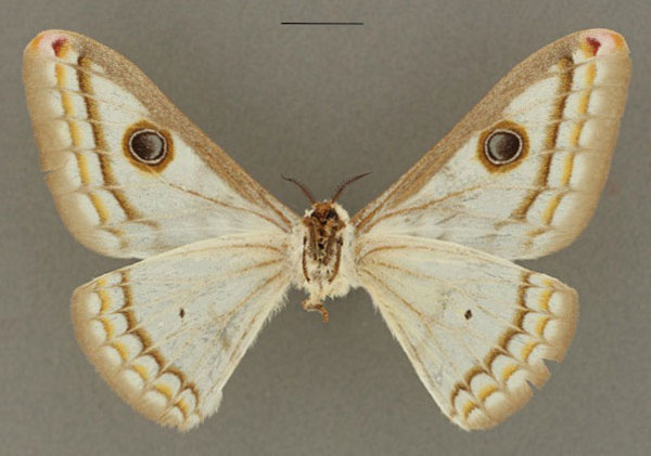 /filer/webapps/moths/media/images/V/vingerhoedti_Heniocha_AT_RBINS_02.jpg