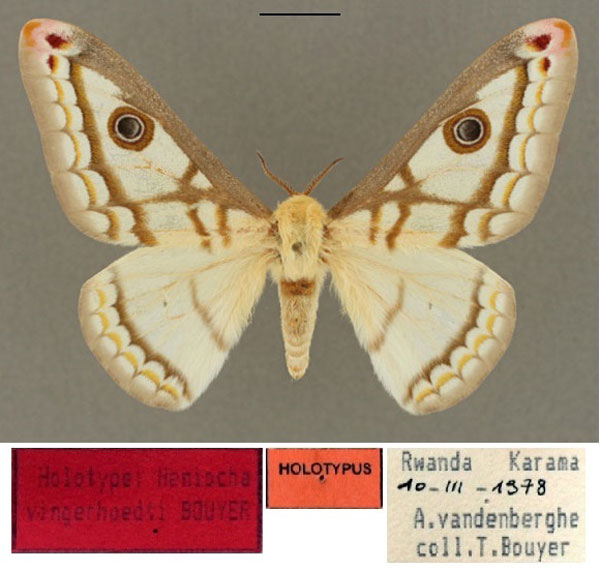 /filer/webapps/moths/media/images/V/vingerhoedti_Heniocha_HT_RBINS_01.jpg