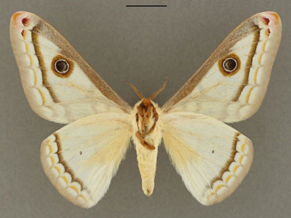 /filer/webapps/moths/media/images/V/vingerhoedti_Heniocha_HT_RBINS_02.jpg