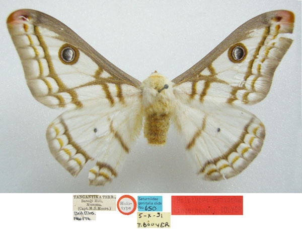 /filer/webapps/moths/media/images/V/vingerhoedti_Heniocha_PTM_NHMUKa.jpg