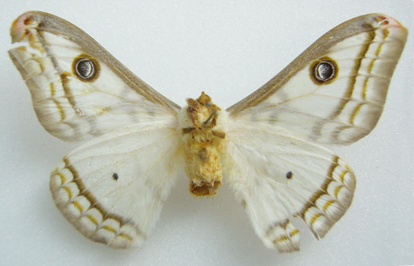 /filer/webapps/moths/media/images/V/vingerhoedti_Heniocha_PTM_NHMUKb.jpg