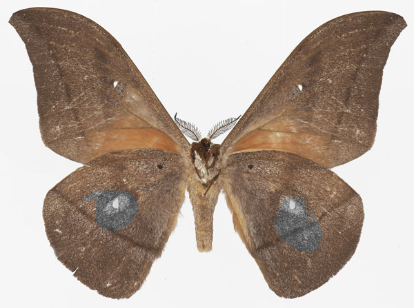/filer/webapps/moths/media/images/V/vingerhoedti_Lobobunaea_AM_Basquinb.jpg