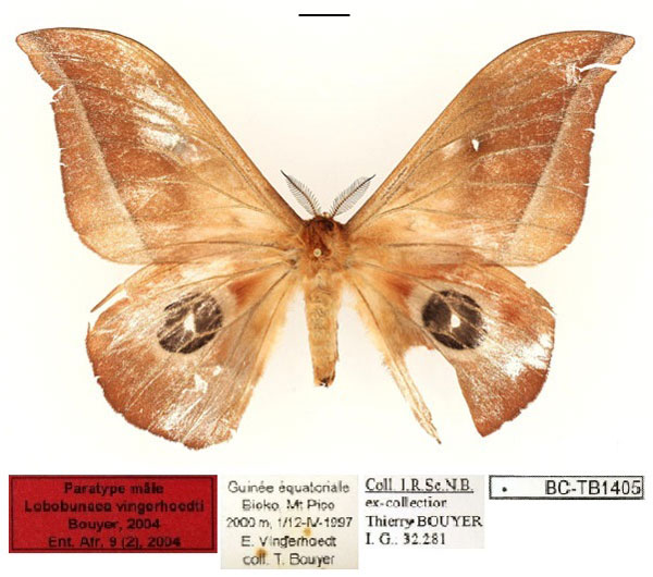 /filer/webapps/moths/media/images/V/vingerhoedti_Lobobunaea_PT_RBINSa.jpg