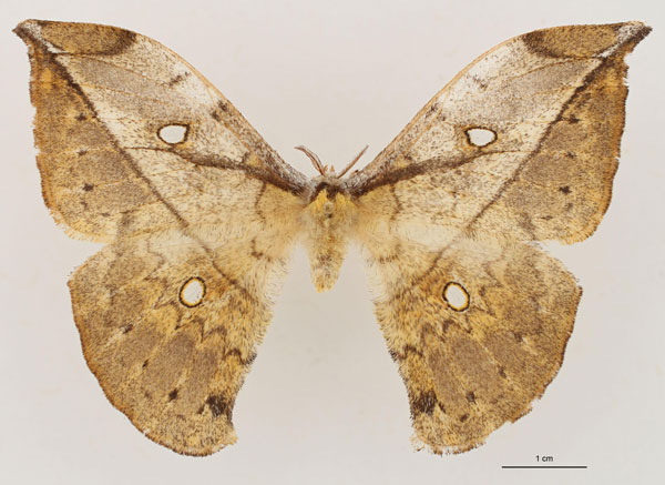 /filer/webapps/moths/media/images/V/vingerhoedti_Pselaphia_AT_RBINS_01.jpg