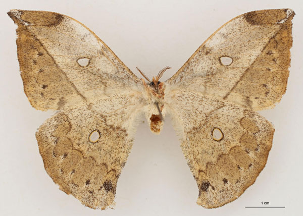 /filer/webapps/moths/media/images/V/vingerhoedti_Pselaphia_AT_RBINS_02.jpg