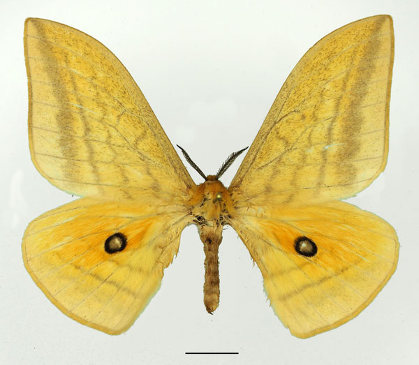 /filer/webapps/moths/media/images/V/vingerhoedti_Pseudobunaea_AM_Basquina.jpg