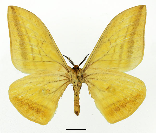 /filer/webapps/moths/media/images/V/vingerhoedti_Pseudobunaea_AM_Basquinb.jpg