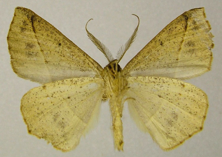/filer/webapps/moths/media/images/V/vingerhoedti_Psilocerea_HT_ZSMb.jpg