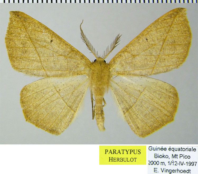 /filer/webapps/moths/media/images/V/vingerhoedti_Psilocerea_PTM_ZSM.jpg