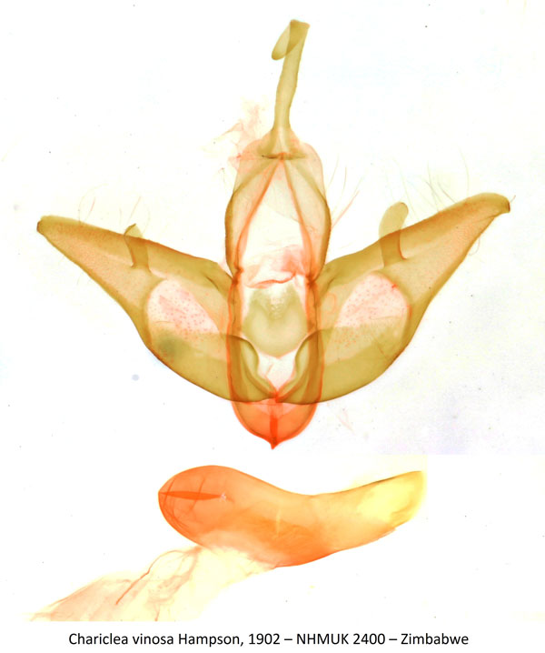 /filer/webapps/moths/media/images/V/vinosa_Chariclea_GMHT_NHMUK_2400.jpg