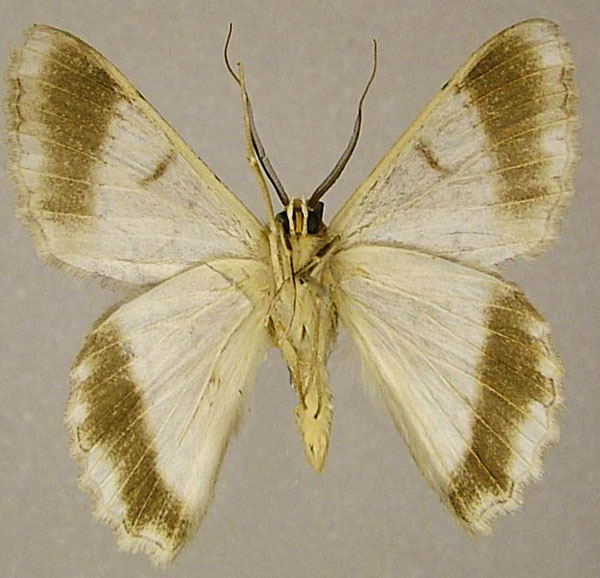 /filer/webapps/moths/media/images/V/vinosa_Pingasa_HT_ZSMb.jpg