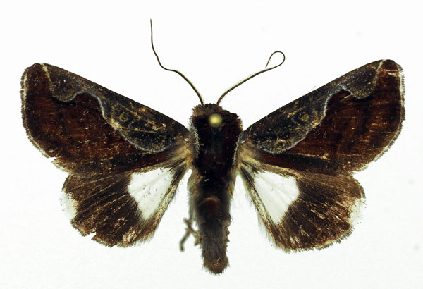 /filer/webapps/moths/media/images/V/vinosa_Plusiophaes_AM_Basquin.jpg