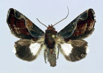 /filer/webapps/moths/media/images/V/vinosa_Plusiophaes_AM_Poirrier.jpg