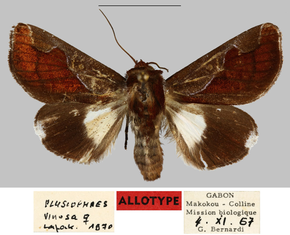 /filer/webapps/moths/media/images/V/vinosa_Plusiophaes_AT_MNHN.jpg