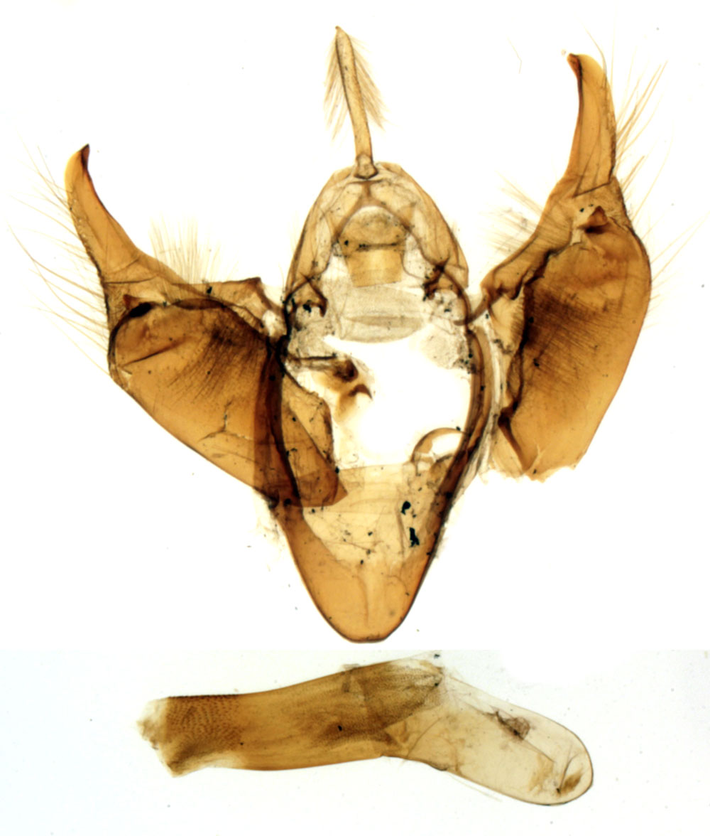 /filer/webapps/moths/media/images/V/vinosa_Plusiophaes_GMHT_MNHN_70.jpg