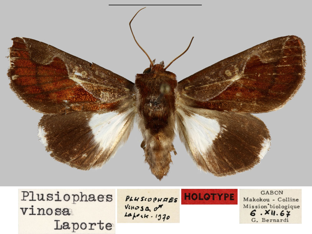 /filer/webapps/moths/media/images/V/vinosa_Plusiophaes_HT_MNHN.jpg