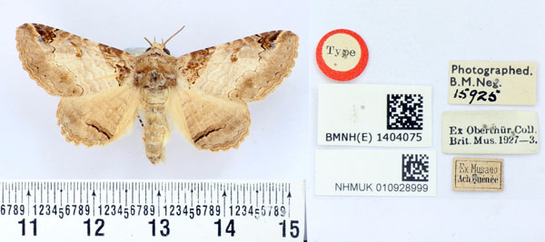 /filer/webapps/moths/media/images/V/vinsonii_Homoptera_HT_BMNH.jpg