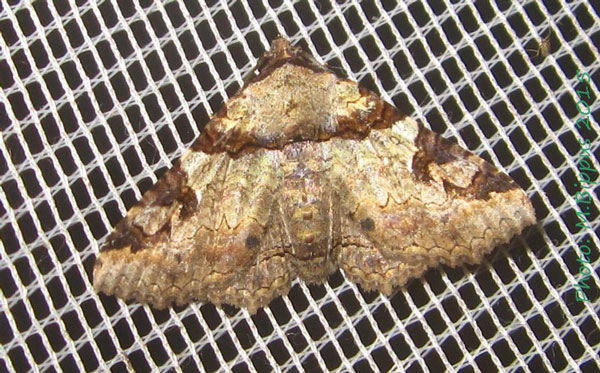 /filer/webapps/moths/media/images/V/vinsonii_Pericyma_A_Bippus.jpg