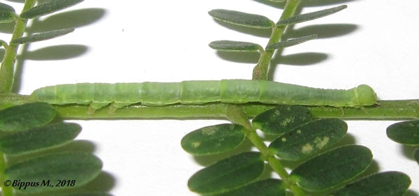 /filer/webapps/moths/media/images/V/vinsonii_Pericyma_C_Bippus.jpg