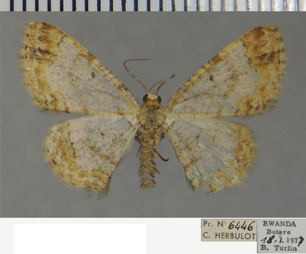 /filer/webapps/moths/media/images/V/vintejouxi_Zamarada_AF_ZSM.jpg