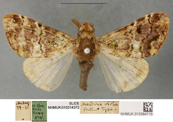 /filer/webapps/moths/media/images/V/viola_Mardara_HT_NHMUKa.jpg