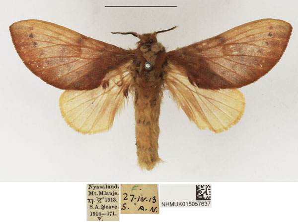 /filer/webapps/moths/media/images/V/viola_Pseudometa_AF_NHMUK.jpg