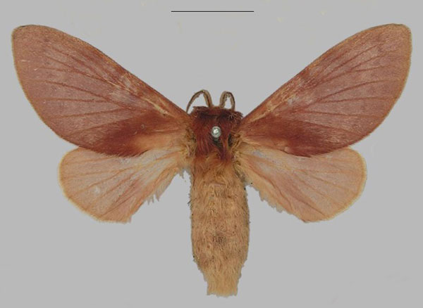 /filer/webapps/moths/media/images/V/viola_Pseudometa_AF_SNHM.jpg