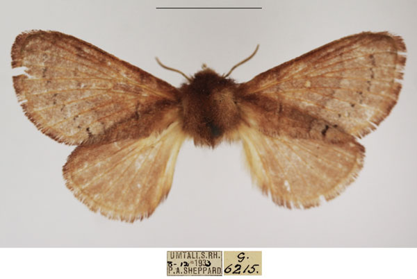 /filer/webapps/moths/media/images/V/viola_Pseudometa_AF_TMSA.jpg