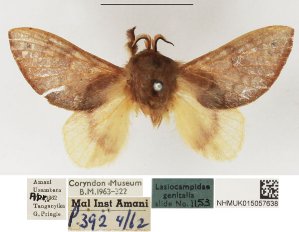 /filer/webapps/moths/media/images/V/viola_Pseudometa_AM_NHMUK.jpg