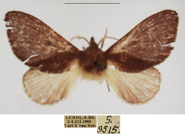 /filer/webapps/moths/media/images/V/viola_Pseudometa_AM_TMSA_01.jpg