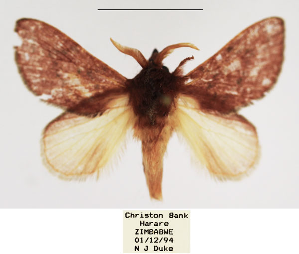 /filer/webapps/moths/media/images/V/viola_Pseudometa_AM_TMSA_02.jpg