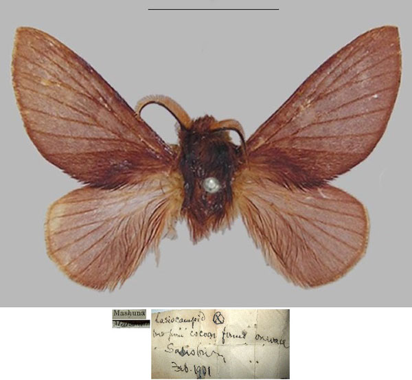 /filer/webapps/moths/media/images/V/viola_Pseudometa_HT_SNHM.jpg