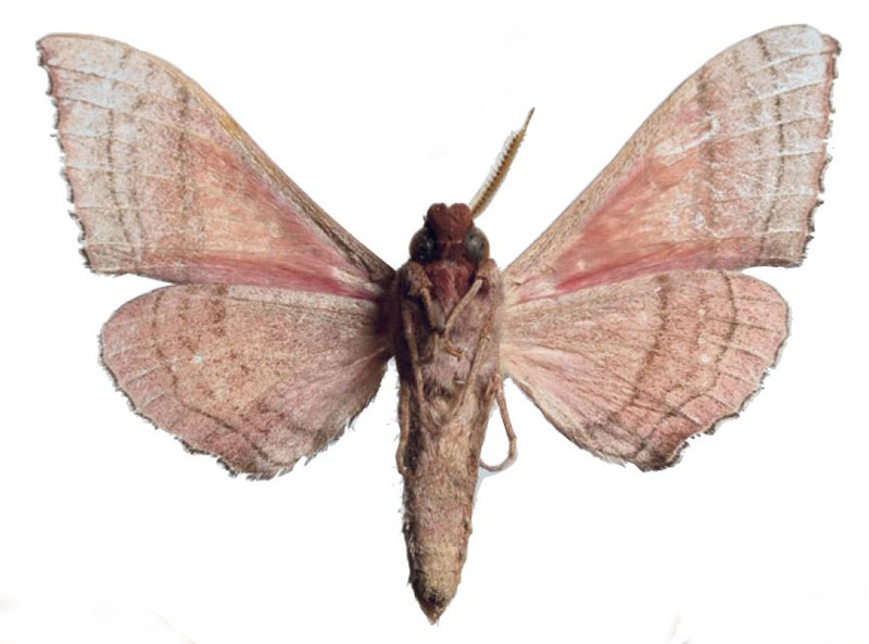 /filer/webapps/moths/media/images/V/viola_Rufoclanis_HT_EMEMb.jpg