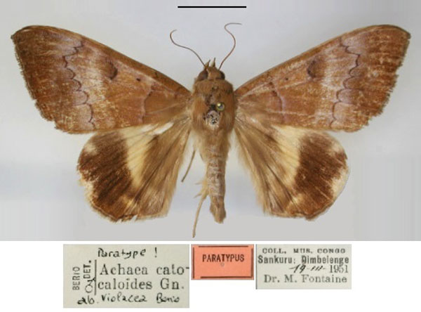 /filer/webapps/moths/media/images/V/violacea_Achaea_PT_RMCA_01.jpg