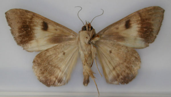/filer/webapps/moths/media/images/V/violacea_Achaea_PT_RMCA_02.jpg