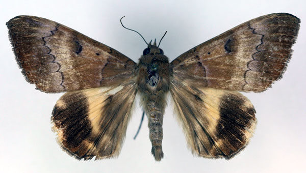 /filer/webapps/moths/media/images/V/violacea_Achaea_PT_RMCA_03.jpg