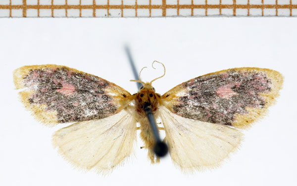 /filer/webapps/moths/media/images/V/violacea_Afrasura_A_DePrins.jpg