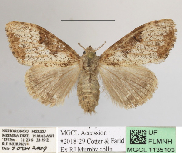 /filer/webapps/moths/media/images/V/violacea_Dasychira_AF_MGCLa_03.JPG
