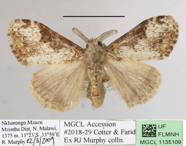 /filer/webapps/moths/media/images/V/violacea_Dasychira_AM_MGCLa_02.JPG