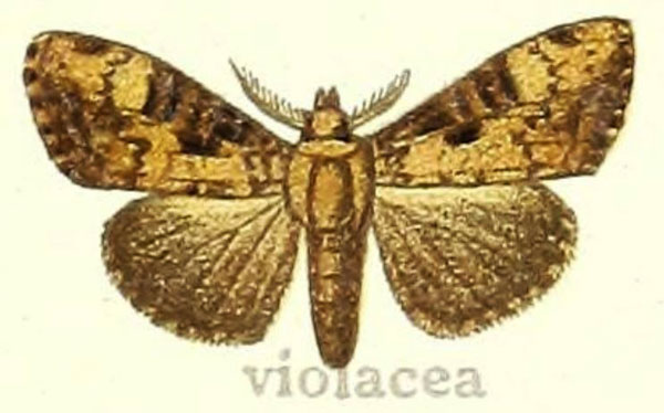 /filer/webapps/moths/media/images/V/violacea_Dasychira_STM_Hering_24g.jpg