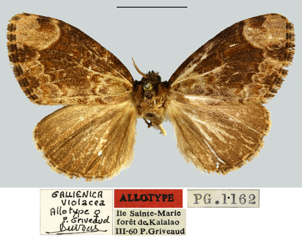 /filer/webapps/moths/media/images/V/violacea_Gallienica_AT_MNHN.jpg