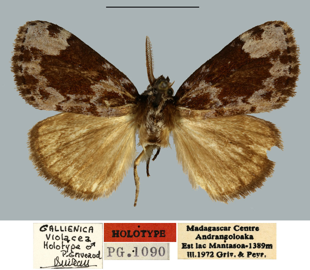 /filer/webapps/moths/media/images/V/violacea_Gallienica_HT_MNHN.jpg