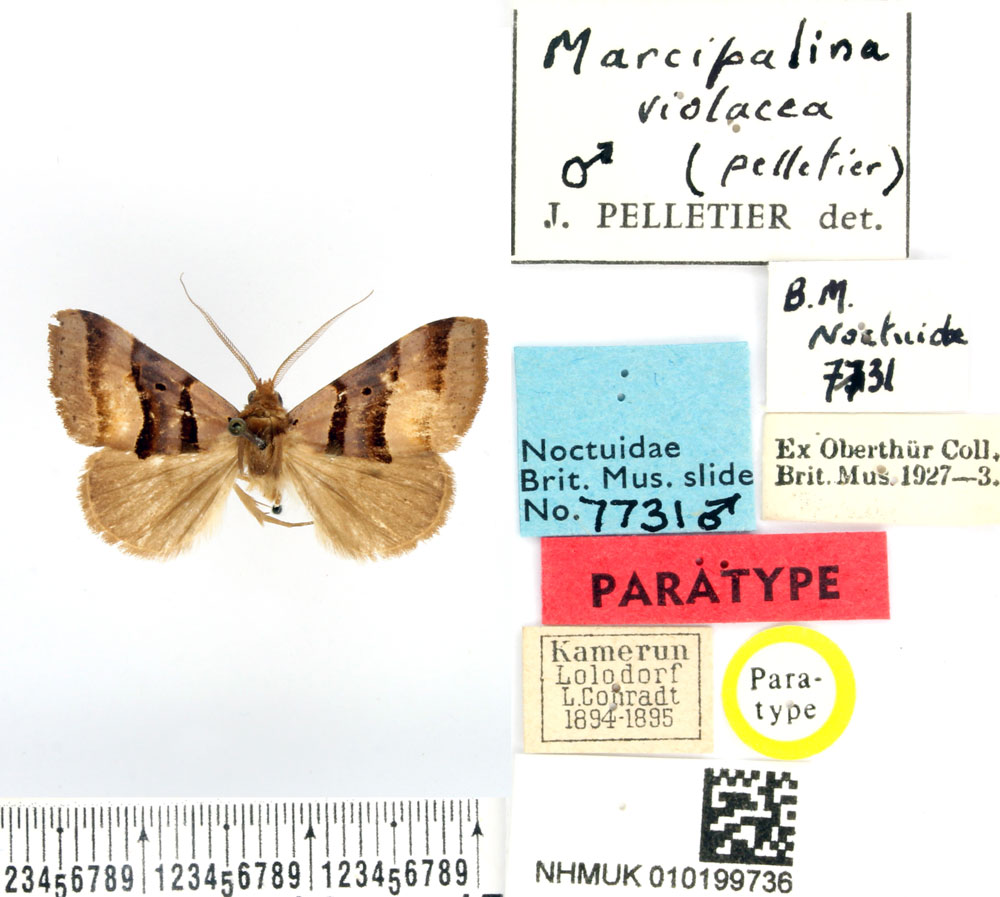 /filer/webapps/moths/media/images/V/violacea_Marcipa_PTM_BMNH.jpg