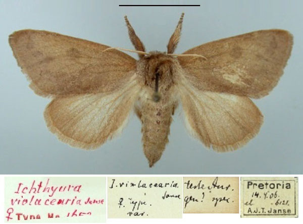 /filer/webapps/moths/media/images/V/violacearia_Ichthyura_PTF2_TMSA.jpg